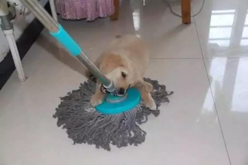 狗狗身上全是蟎蟲,都是錯誤清潔惹的禍