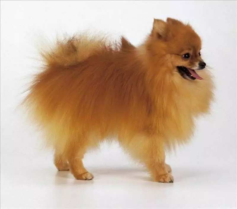 狗狗毛髮粗糙怎麼辦,怎麼才能使毛髮光澤?