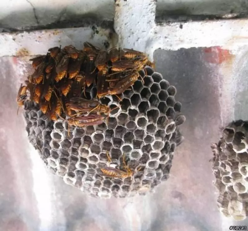 大叔偷偷「用塑膠袋把蜂窩包起來」,以為神不知鬼不覺,「接下來超狂畫面」為大家上了一課