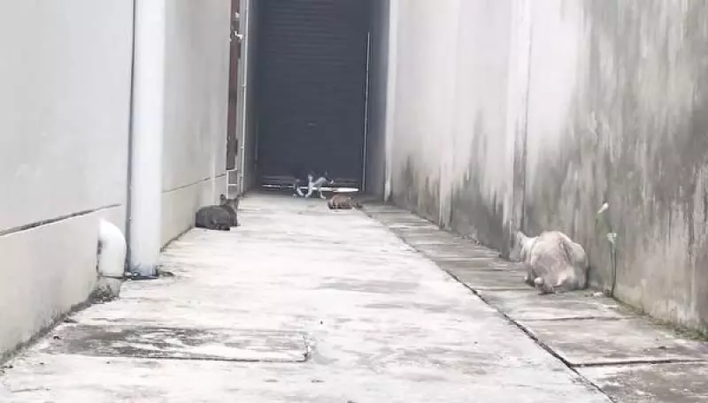 奶牛貓遁逃功夫了得 還使出罕見「飛鼠奇技」