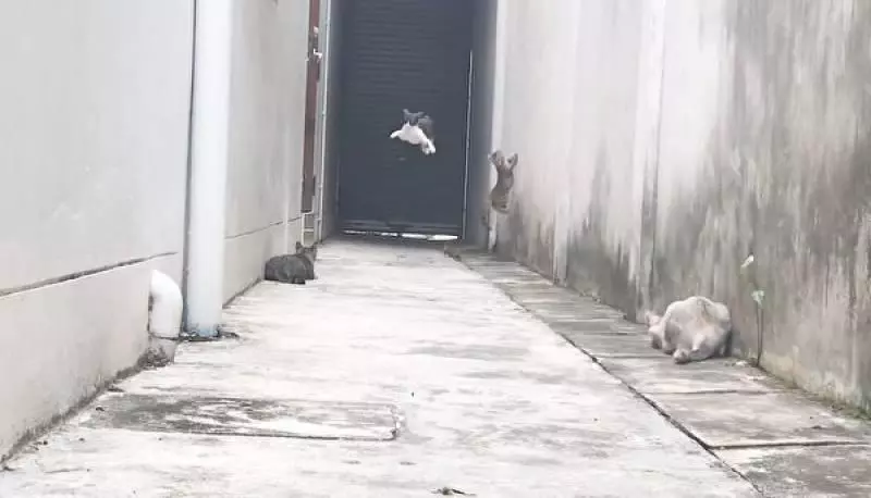 奶牛貓遁逃功夫了得 還使出罕見「飛鼠奇技」
