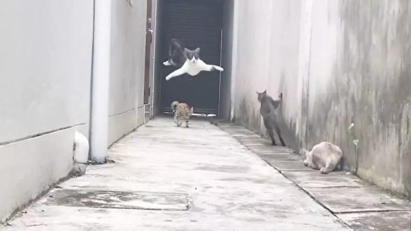 奶牛貓遁逃功夫了得 還使出罕見「飛鼠奇技」