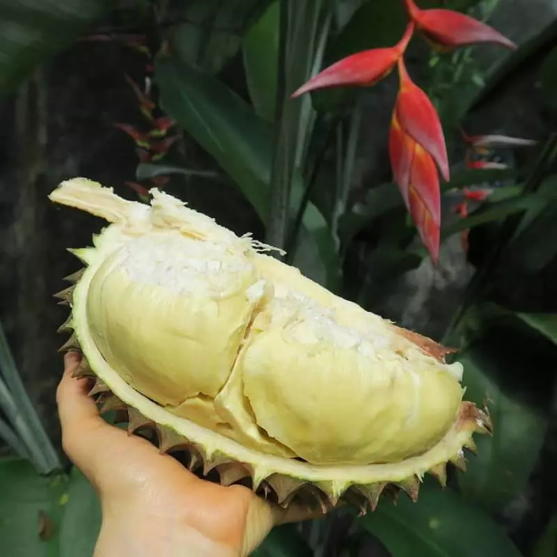 21個世界各地最奇葩的「特色黑暗料理」,臺灣「上榜食物」讓人有點意外阿XDD #1挪威:燻羊頭