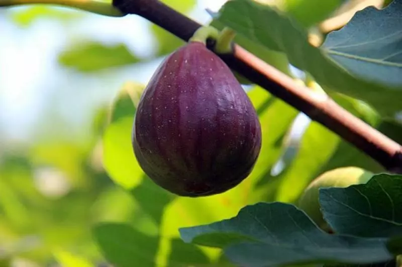 閒置陽台種上這6種水果,養眼好吃易管理,盆栽一年即可掛果