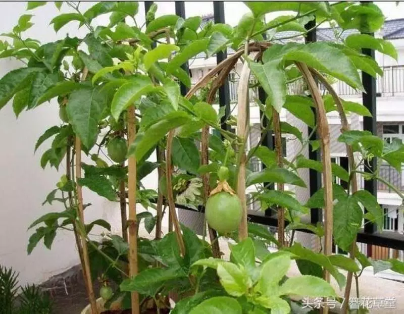 閒置陽台種上這6種水果,養眼好吃易管理,盆栽一年即可掛果