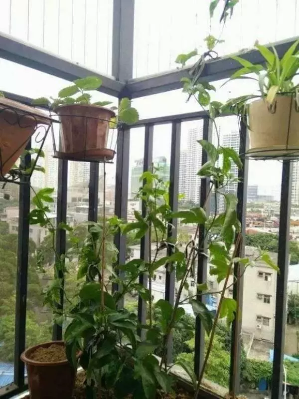 閒置陽台種上這6種水果,養眼好吃易管理,盆栽一年即可掛果