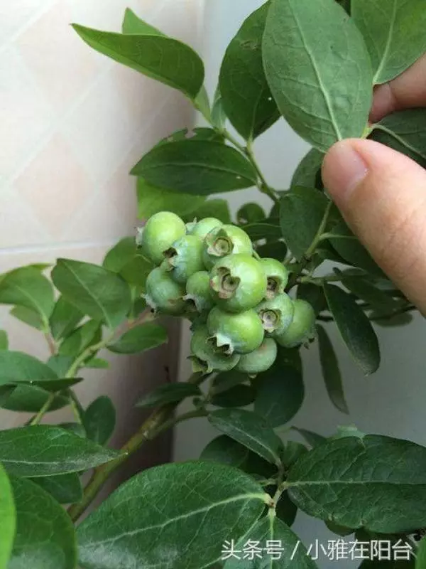 閒置陽台種上這6種水果,養眼好吃易管理,盆栽一年即可掛果