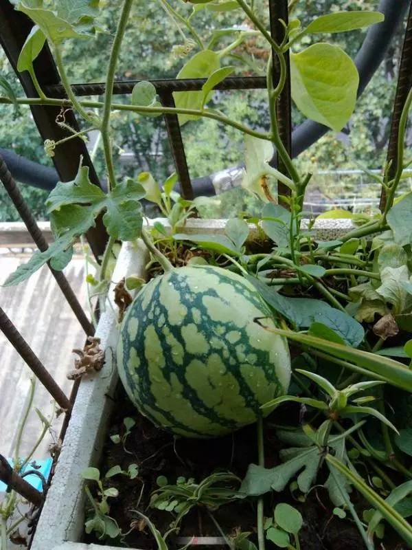 閒置陽台種上這6種水果,養眼好吃易管理,盆栽一年即可掛果