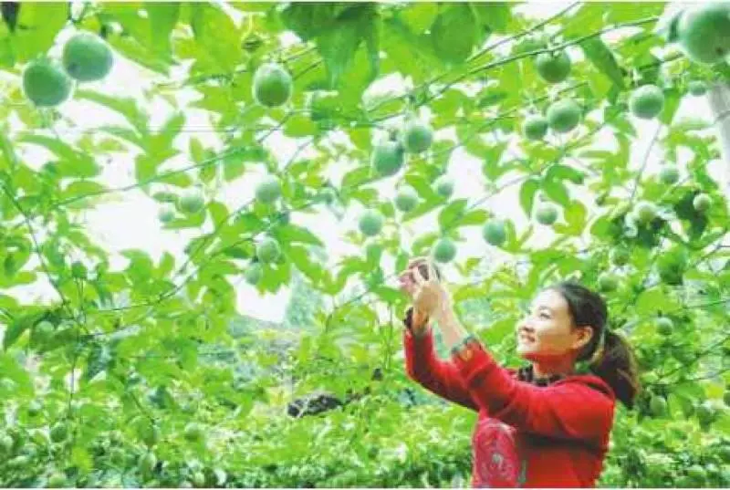它是天然的胰島素,經常抽菸的要喝它,高血壓人要喝它、糖尿病人更要喝