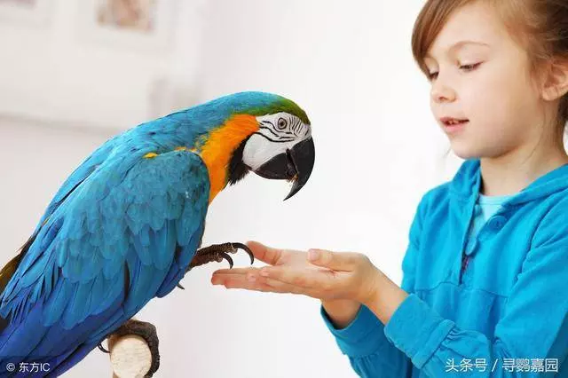 盤點鸚鵡嘴部的肢體語言,讓你更加了解鸚鵡的喜怒哀樂