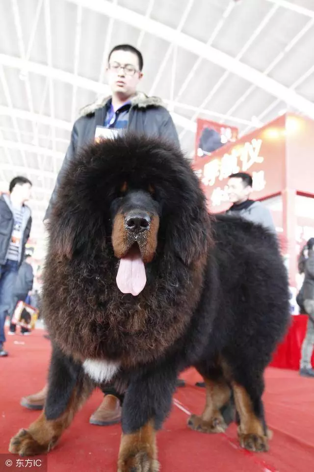 7種公認的貴族狗狗,你家在其中嗎?