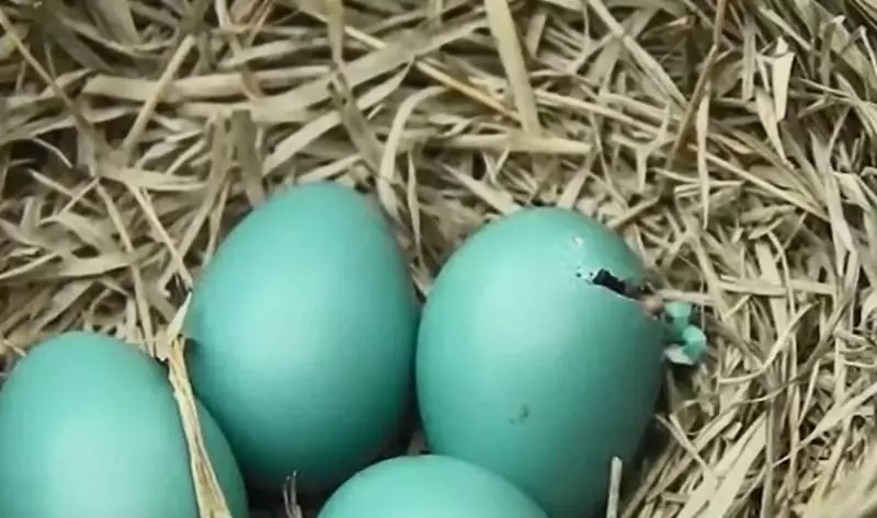 知更鳥寶寶「啄蛋殼努力破殼而出」 最後用頭掀開「超Q無毛幼鳥誕生」震撼全網:大自然好奧妙