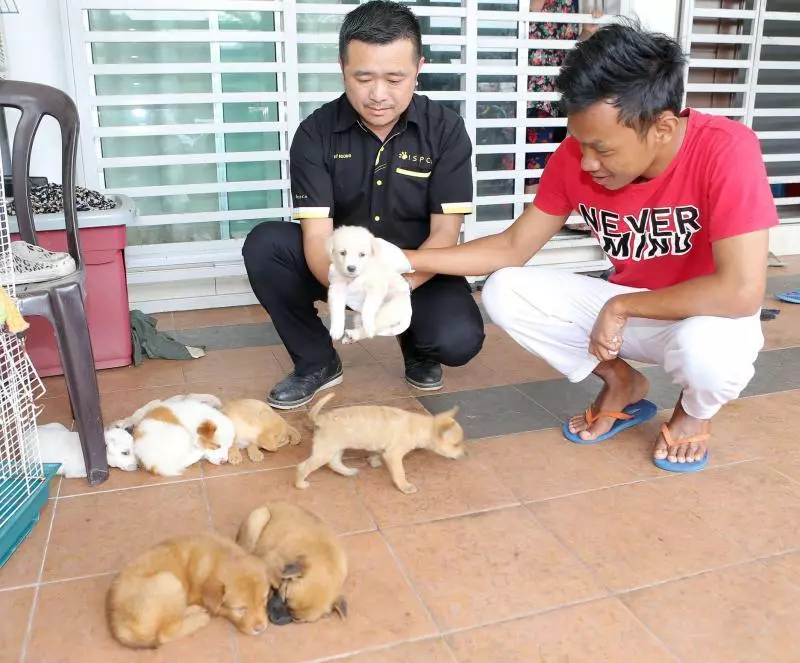 拋開忌諱予流浪犬安樂窩生產 巫裔公僕護狗現大愛 -