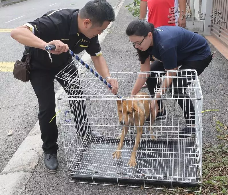 拋開忌諱予流浪犬安樂窩生產 巫裔公僕護狗現大愛 -