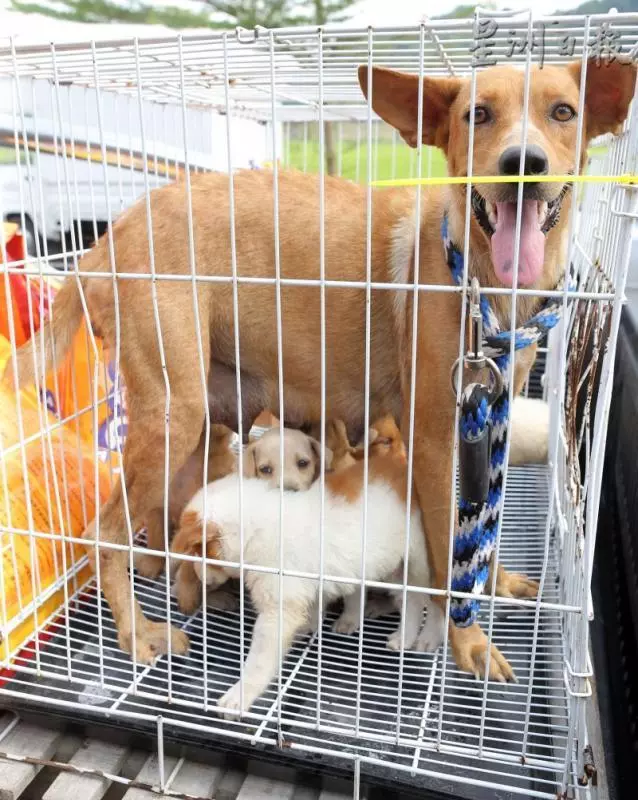拋開忌諱予流浪犬安樂窩生產 巫裔公僕護狗現大愛 -
