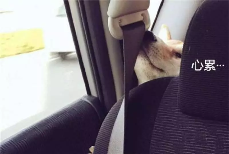 為了不坐在后座上,柴犬努力擠在縫隙中,掙扎到臉變形
