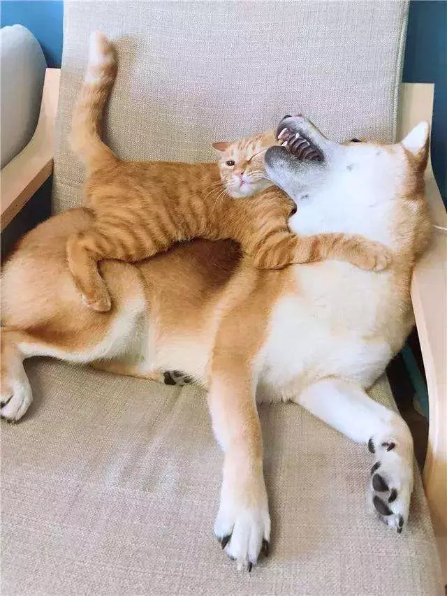 橘貓走到柴犬身邊,偷偷爬到狗狗背上,柴犬:難以承受的重量!