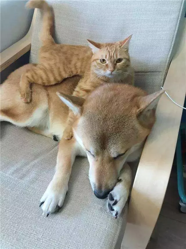 橘貓走到柴犬身邊,偷偷爬到狗狗背上,柴犬:難以承受的重量!