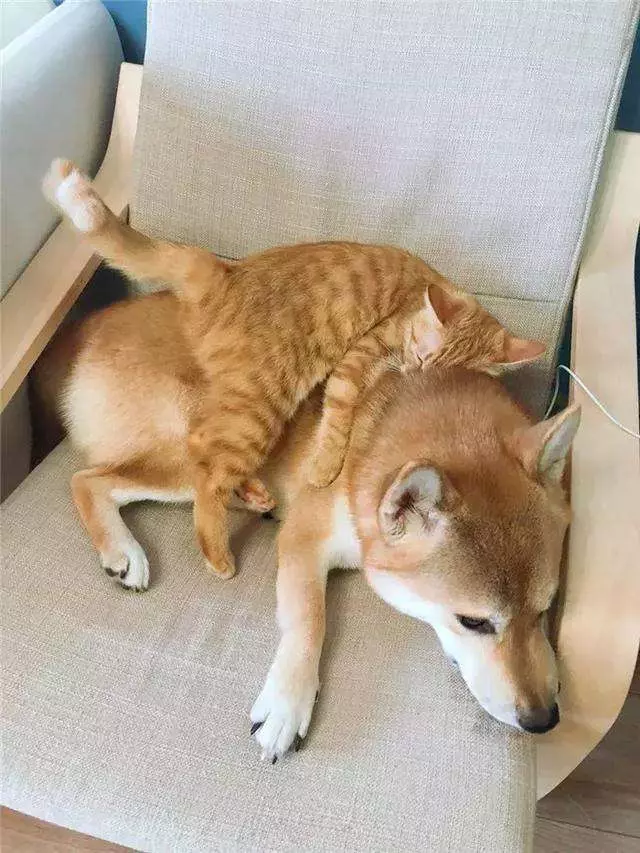 橘貓走到柴犬身邊,偷偷爬到狗狗背上,柴犬:難以承受的重量!