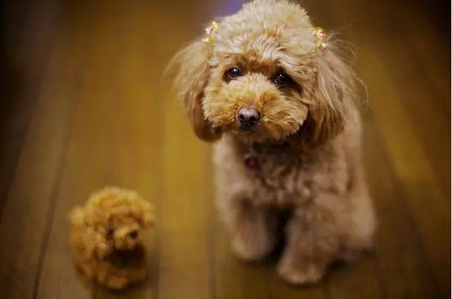 飼養貴賓犬的5大好處,你知道嗎?