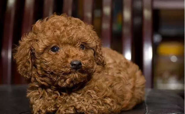 飼養貴賓犬的5大好處,你知道嗎?