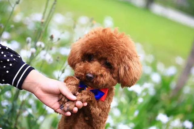 飼養貴賓犬的5大好處,你知道嗎?