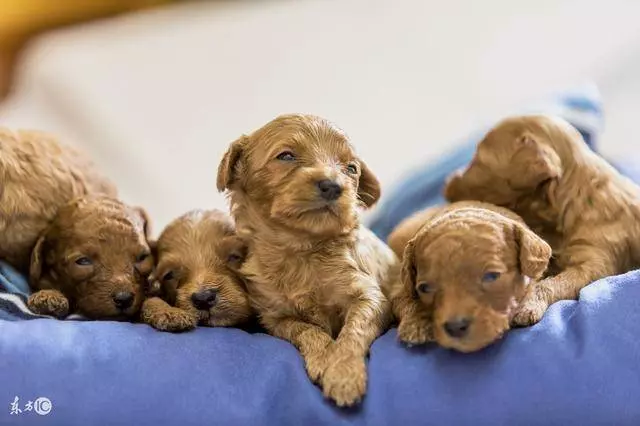 飼養貴賓犬的5大好處,你知道嗎?