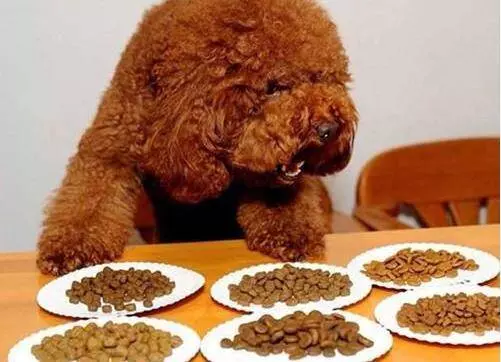 飼養貴賓犬的5大好處,你知道嗎?