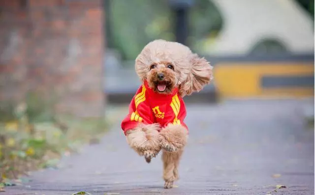 飼養貴賓犬的5大好處,你知道嗎?