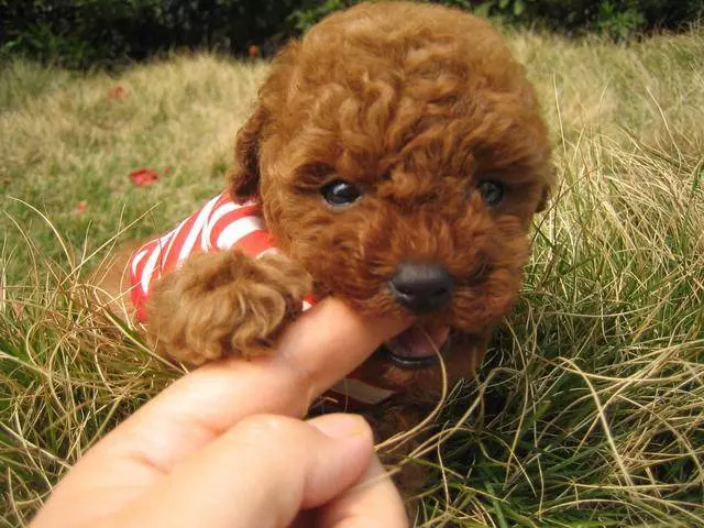 飼養貴賓犬的5大好處,你知道嗎?