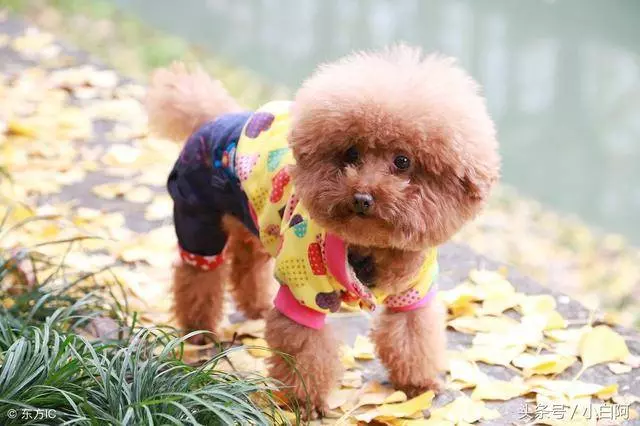 飼養貴賓犬的錯誤方法,你知道幾個