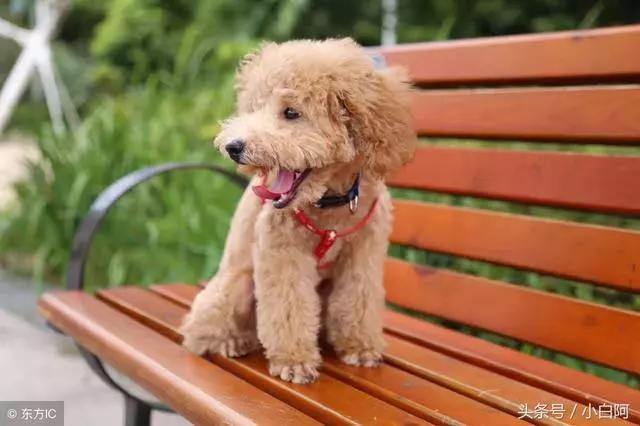 飼養貴賓犬的錯誤方法,你知道幾個