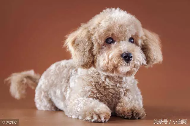 飼養貴賓犬的錯誤方法,你知道幾個