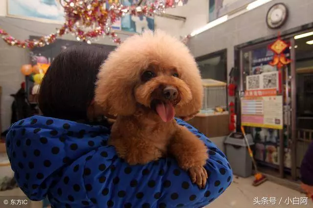 飼養貴賓犬的錯誤方法,你知道幾個
