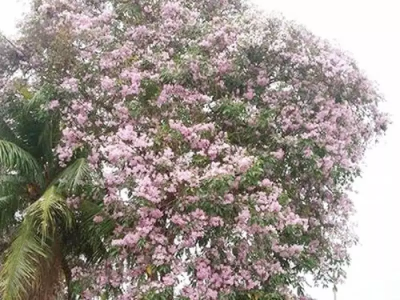風鈴木下 賞花拍照真浪漫