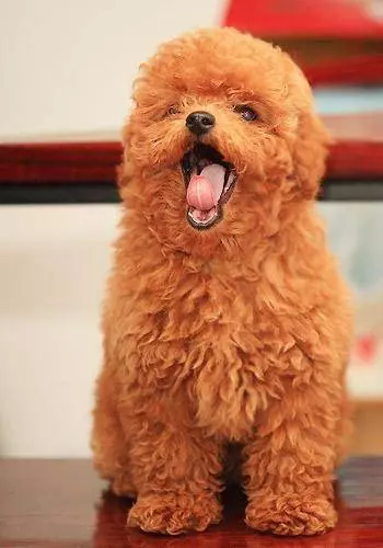 貴賓犬怎麼養? 最正確的貴賓犬飼養方法