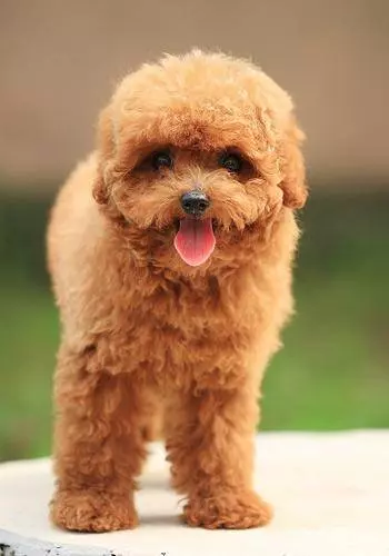 貴賓犬怎麼養? 最正確的貴賓犬飼養方法