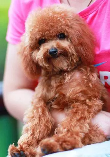 貴賓犬怎麼養? 最正確的貴賓犬飼養方法