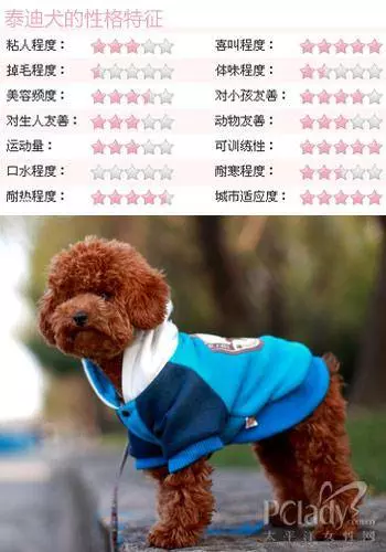 貴賓犬怎麼養? 最正確的貴賓犬飼養方法