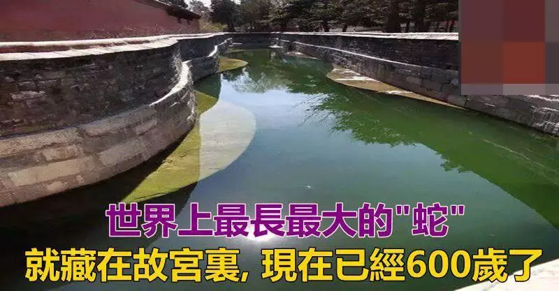 世界上最長最大的蛇, 就藏在故宮裡, 現在已經600歲了