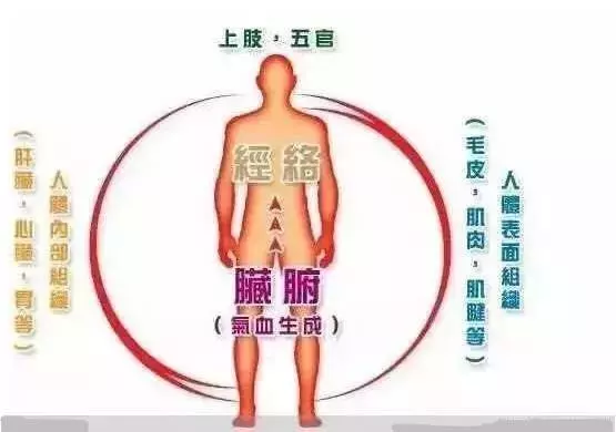 彎腰24次,只需不到5分鐘,勝過漫步3小時易筋