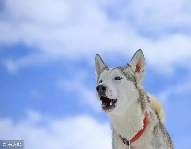 你們知道不同狗叫聲,分別代表了什麼嗎?