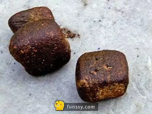 21個會讓你重新改變你對這世界的看法 #4 鯊魚在4億年前就已經出現了