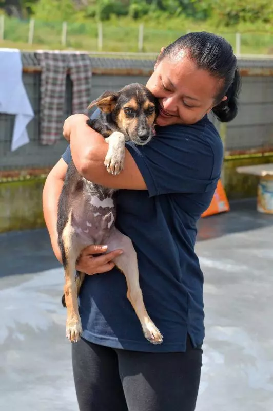 穆斯林救援組織痛心狗只遭捕殺 伊教倡善待動物 -