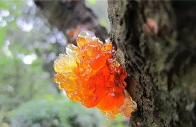 女人必會的桃膠吃法大全,讓你皮膚水噹噹,嫩到掐出水