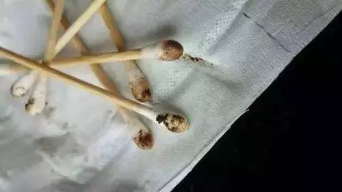 關於狗狗耳朵你不知道的那些事:正確清理耳朵就是如此重要