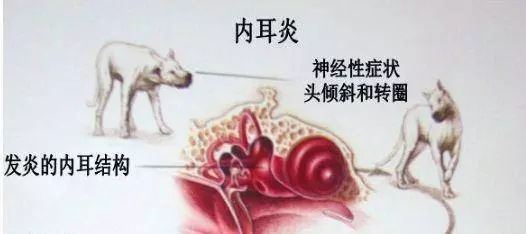 關於狗狗耳朵你不知道的那些事:正確清理耳朵就是如此重要