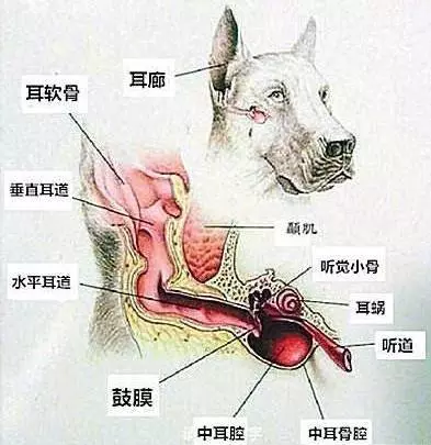 關於狗狗耳朵你不知道的那些事:正確清理耳朵就是如此重要