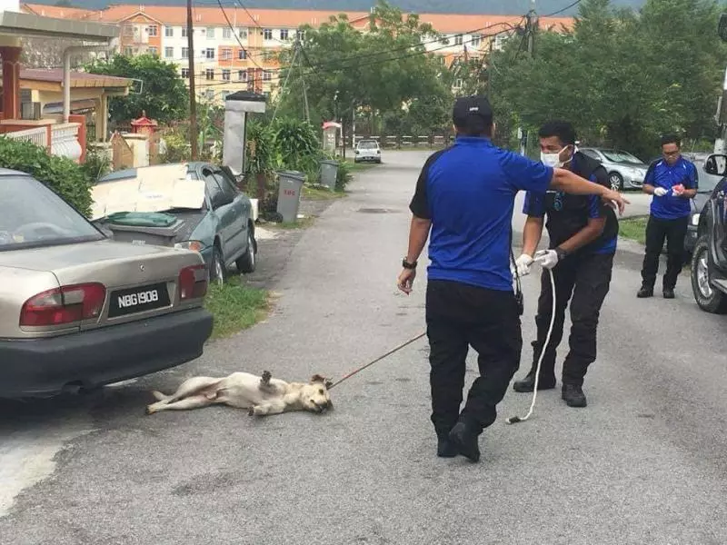捕殺流浪狗風波 芙蓉市議會獸醫局公開道歉 -
