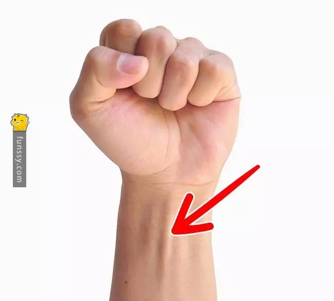 15個會在未來慢慢消失的人類器官 #10 第三眼瞼?